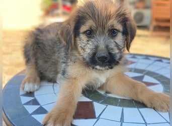 Elkoro, geb. ca. 04/2025, lebt in GRIECHENLAND, auf einer privaten Pflegestelle