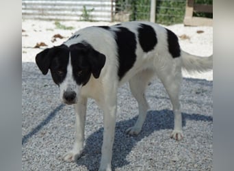 Zola, geb. ca. 01/2025, lebt in GRIECHENLAND, im städt. Tierheim Serres
