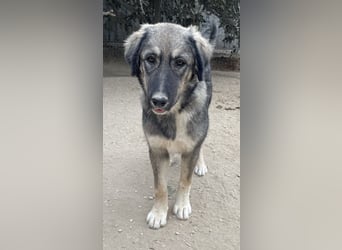 Karla, geb. ca. 03/2023, lebt in GRIECHENLAND, im städt. Tierheim Serres