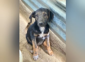 Miranda, geb. ca. 01/2026, lebt in GRIECHENLAND, auf einer privaten Pflegestelle