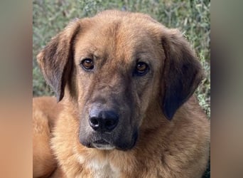 Maletto, geb. ca. 09/2018, lebt in GRIECHENLAND, im städt. Tierheim Serres