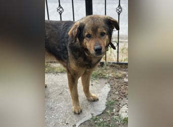 Frieder, geb. ca. 11/2019, lebt in GRIECHENLAND, im städt. Tierheim Serres