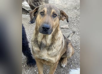 Novo, geb. ca. 04/2023, lebt in GRIECHENLAND, im städt. Tierheim Serres