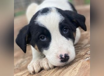 Hawaii, geb. ca. 11/2025, lebt in GRIECHENLAND, auf einer privaten Pflegestelle