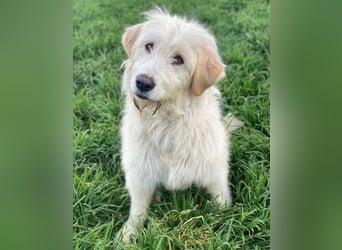 Arina, geb. ca. 10/2024, lebt in GRIECHENLAND, im städt. Tierheim Serres