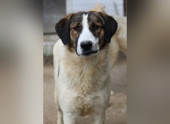 Pitt, geb. ca. 05/2021, lebt in GRIECHENLAND, im städt. Tierheim Serres