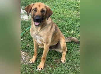 Xawi, geb. ca. 12/2019, lebt in GRIECHENLAND, im städt. Tierheim Serres