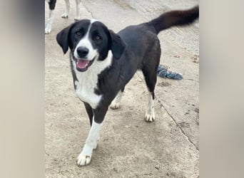 Arielle, geb. ca. 01/2023, lebt in GRIECHENLAND, im städt. Tierheim Serres