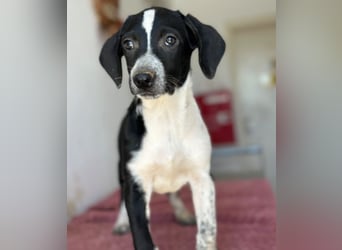 Willow, geb. ca. 06/2026, lebt in GRIECHENLAND, auf einer privaten Pflegestelle
