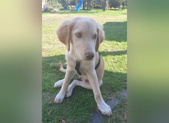 Fluffy-Boo, geb. ca. 04/2026, lebt auf einer Pflegestelle in 44651 Herne