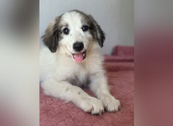 Paloma, geb. ca. 05/2026, lebt in GRIECHENLAND, im städt. Tierheim Serres