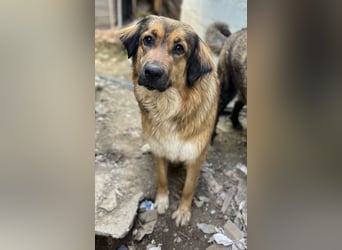 Melica, geb. ca. 09/2023, lebt in GRIECHENLAND, auf einer privaten Pflegestelle