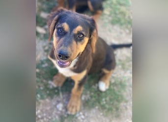 Quasti, geb. ca. 02/2025, lebt in GRIECHENLAND, auf einer privaten Pflegestelle