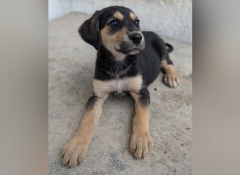 Hiro, geb. ca. 02/2026, lebt in GRIECHENLAND, im städt. Tierheim Serres