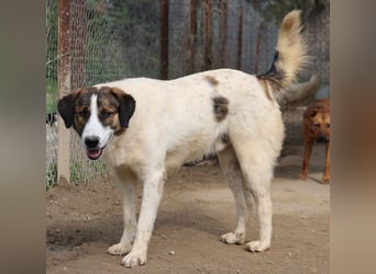 Pitt, geb. ca. 05/2021, lebt in GRIECHENLAND, im städt. Tierheim Serres