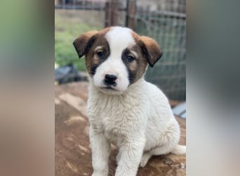 Calzone, geb. ca. 11/2025, lebt in GRIECHENLAND, auf einer privaten Pflegestelle