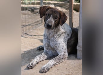 Naxos, geb. ca. 07/2020, lebt in GRIECHENLAND, im städt. Tierheim Serres