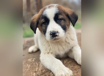 Diavolo, geb. ca. 11/2025, lebt in GRIECHENLAND, auf einer privaten Pflegestelle