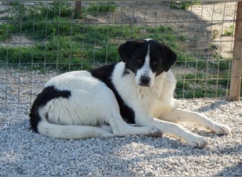 Zola, geb. ca. 01/2025, lebt in GRIECHENLAND, im städt. Tierheim Serres