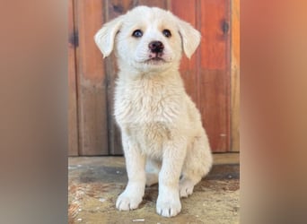 Nacho, geb. ca. 03/2026, lebt in GRIECHENLAND, auf einer privaten Pflegestelle