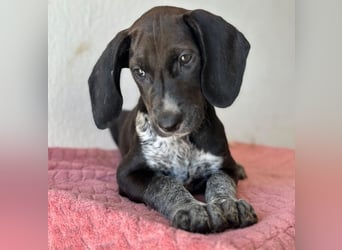 Kiki, geb. ca. 06/2026, lebt in GRIECHENLAND, im städt. Tierheim Serres