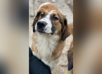 Barkley, geb. ca. 10/2024, lebt in GRIECHENLAND, auf einer privaten Pflegestelle