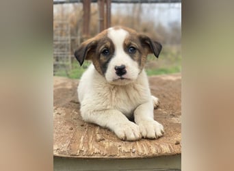 Tonno, geb. ca. 11/2025, lebt in GRIECHENLAND, auf einer privaten Pflegestelle