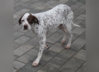  Acira, geb. ca. 04/2023, lebt auf einer Pflegestelle in 67735 Mehlbach