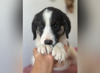 Pina, geb. ca. 05/2026, lebt in GRIECHENLAND, im städt. Tierheim Serres