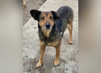 Violetta, geb. ca. 09/2018, lebt in GRIECHENLAND, im städt. Tierheim Serres