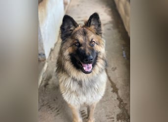 Joey, geb. ca. 08/2025, lebt in GRIECHENLAND, auf einer privaten Pflegestelle