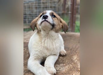 Bufala, geb. ca.11/2025, lebt in GRIECHENLAND, auf einer privaten Pflegestelle