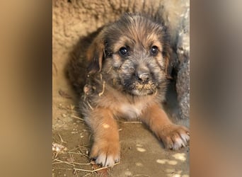 Elkoro, geb. ca. 04/2025, lebt in GRIECHENLAND, auf einer privaten Pflegestelle