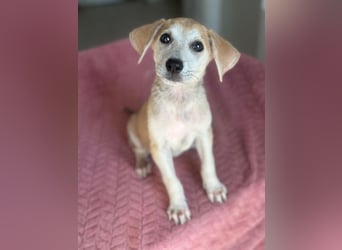 Rosie, geb. ca. 05/2026, lebt in GRIECHENLAND, im städt. Tierheim Serres