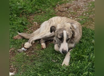 Xabi, geb. ca. 07/2023, lebt in GRIECHENLAND, auf einem Gelände, Hunde werden notdürftig versorgt