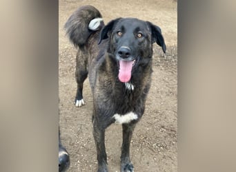 Niabi, geb. ca. 05/2023, lebt in GRIECHENLAND, im städt. Tierheim Serres