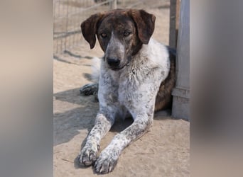 Naxos, geb. ca. 07/2020, lebt in GRIECHENLAND, im städt. Tierheim Serres