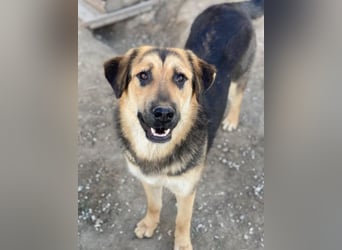 Elphaba, geb. ca. 07/2025, lebt in GRIECHENLAND, im städt. Tierheim Serres