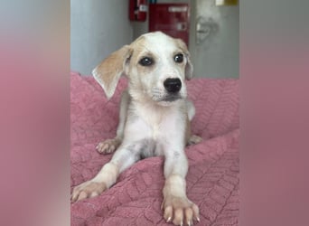 Ivy, geb. ca. 05/2026, lebt in GRIECHENLAND, im städt. Tierheim Serres