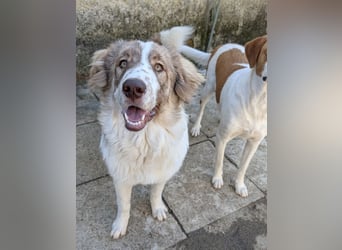 Liona, geb. ca. 12/2024, lebt in GRIECHENLAND, auf einem Gelände, wird notdürftig versorgt