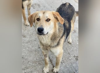Ciri, geb. ca. 05/2024, lebt in GRIECHENLAND, im städt. Tierheim Serres