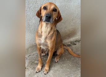 Angelina, geb. ca. 07/2022, lebt in GRIECHENLAND, im städt. Tierheim Serres