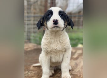 Hawaii, geb. ca. 11/2025, lebt in GRIECHENLAND, im städt. Tierheim Serres