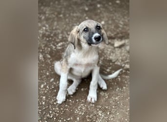 Karolina, geb. ca. 03/2026, lebt in GRIECHENLAND, im städt. Tierheim Serres