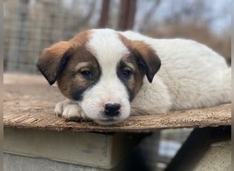 Calzone, geb. ca. 11/2025, lebt in GRIECHENLAND, auf einer privaten Pflegestelle