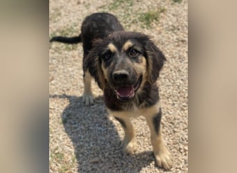 Quana, geb. ca. 02/2025, lebt in GRIECHENLAND, auf einer privaten Pflegestelle