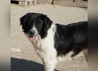 Herr Jasper, geb. ca. 05/2024, lebt in GRIECHENLAND, im städt. Tierheim Serres