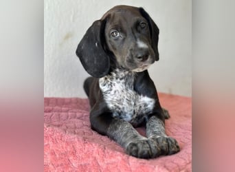 Kiki, geb. ca. 06/2026, lebt in GRIECHENLAND, im städt. Tierheim Serres