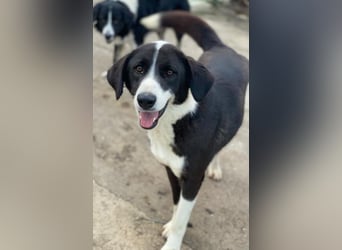 Arielle, geb. ca. 01/2023, lebt in GRIECHENLAND, im städt. Tierheim Serres