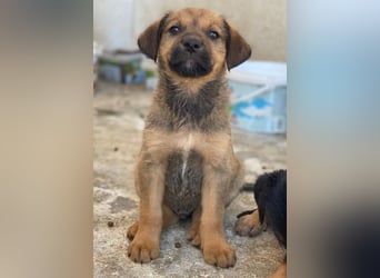 Tadashi, geb. ca. 02/2026, lebt in GRIECHENLAND, im städt. Tierheim Serres